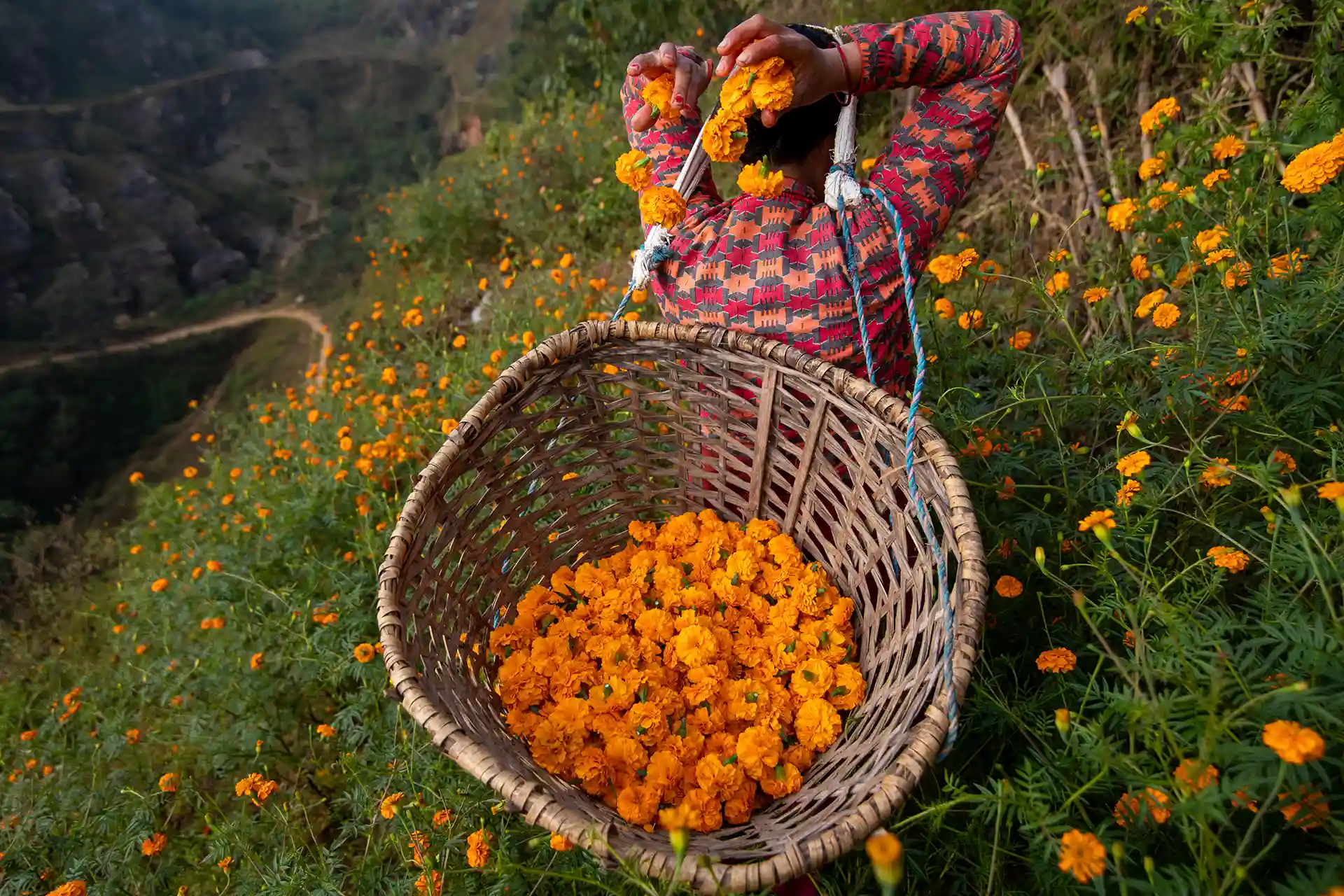 Farmacopea ancestral