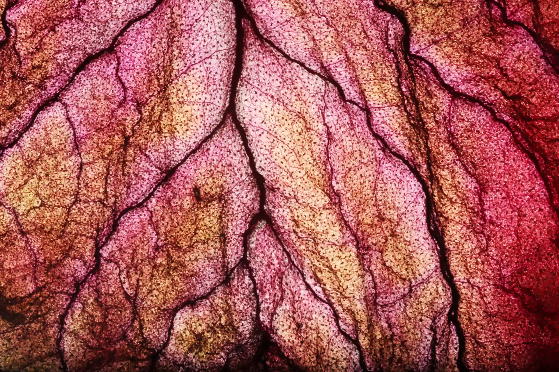 El código oculto de la vida escondido en patrones infinitos